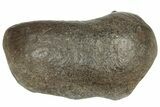 Fossil Whale Ear Bone - Miocene #177804-1